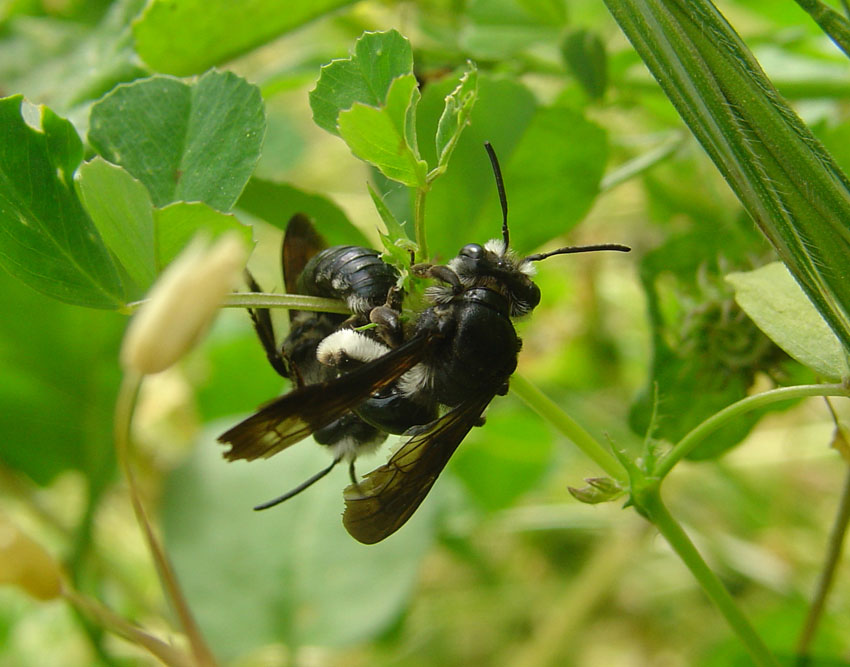 Acrobatico accoppiamento di Andrena pilipes